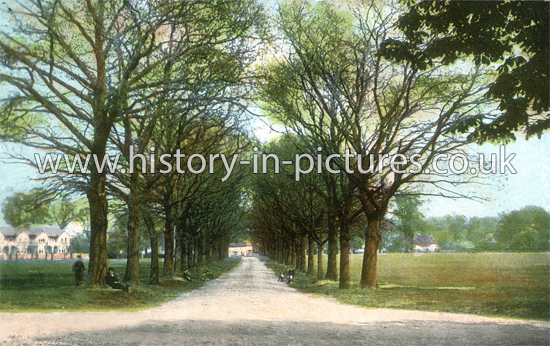 The Avenue and Village, Theydon Bois, Essex. c.1912